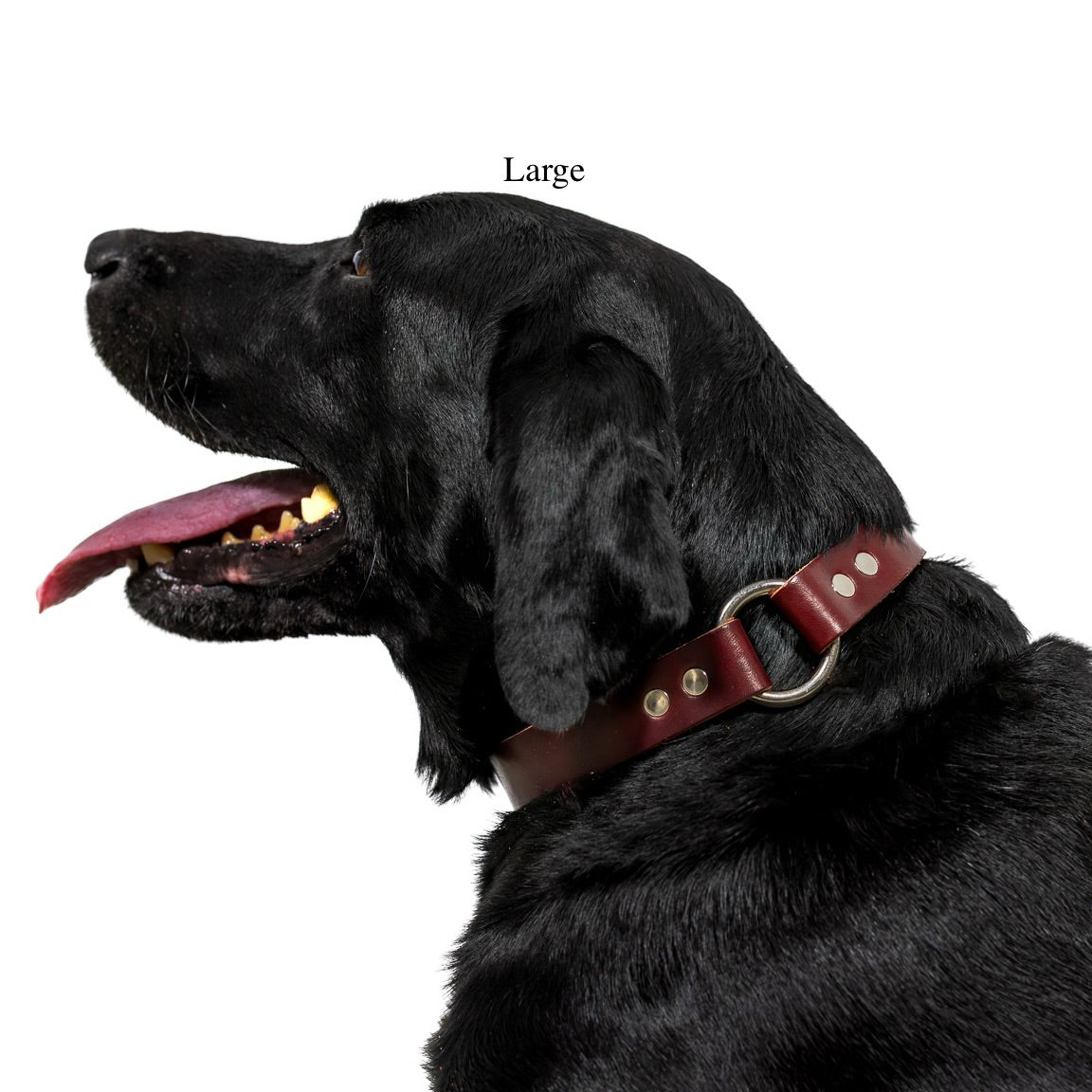 large dog collar