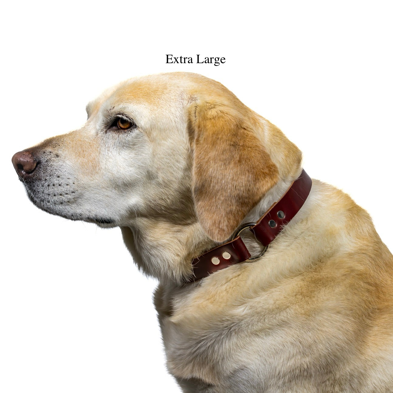 extra large dog collar