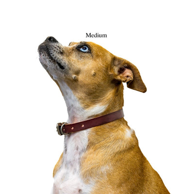 medium dog collar